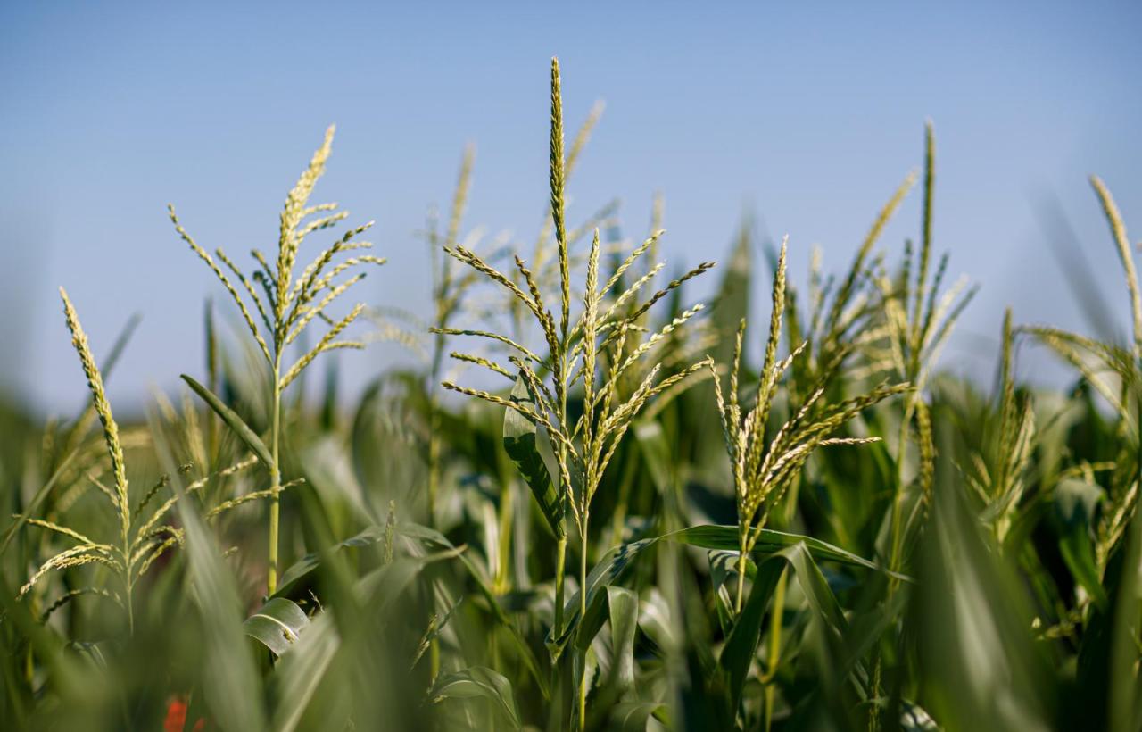 Nebraska seed co v harsh