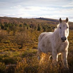 Mi caballo mago in english