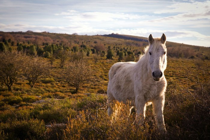 Mi caballo mago in english