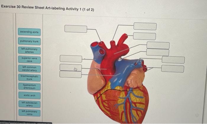 Review sheet exercise 30 anatomy of the heart