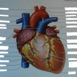 Review sheet exercise 30 anatomy of the heart