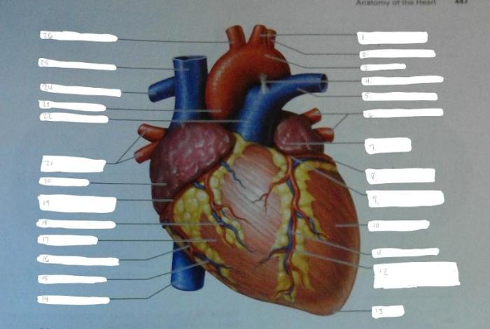 Review sheet exercise 30 anatomy of the heart