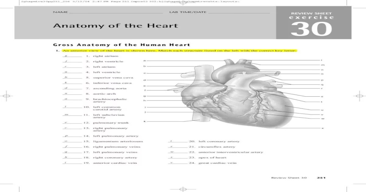 Review sheet exercise 30 anatomy of the heart